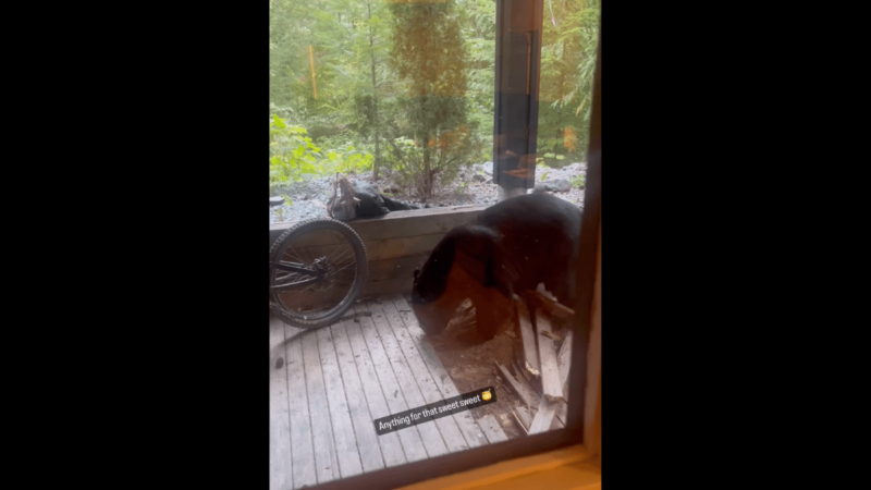 Watch: Bear Demolishes a Front Porch to Score That ‘Sweet, Sweet Honey’