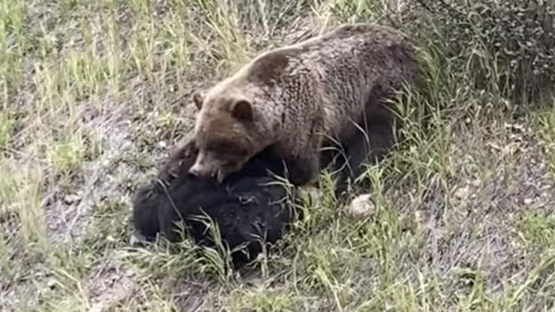 Watch: Grizzly Mauling Black Bear