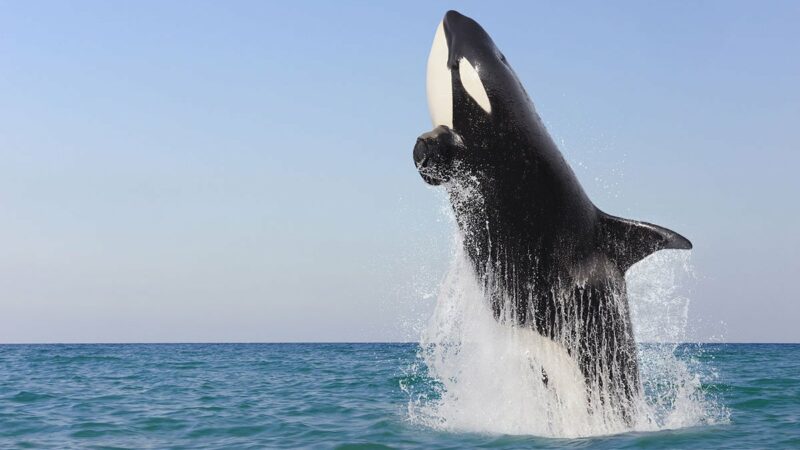 WATCH: Orca Attacks Whale Shark