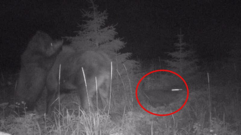 Watch: Rare Trail Camera Footage Shows Brown Bear and Wolf Hunting…Together?