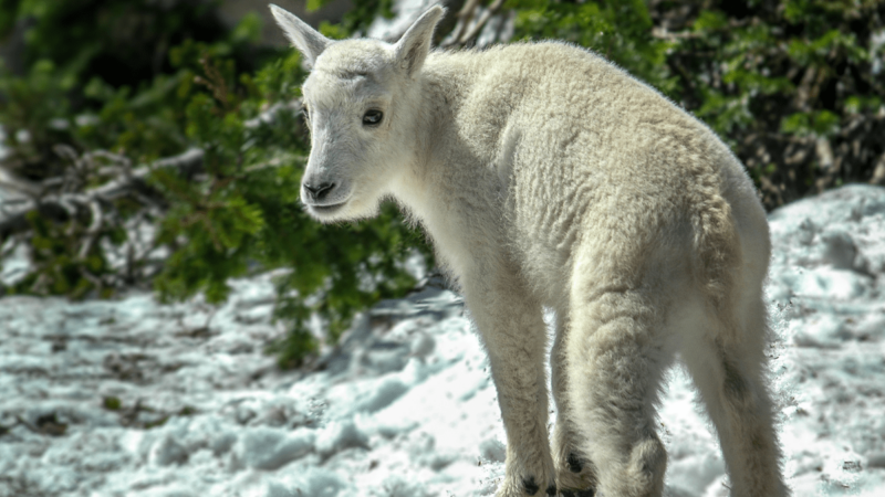 Watch This Adorable Baby Mountain Goat Get ‘Zoomies’ on a 14,000-Foot Mountain