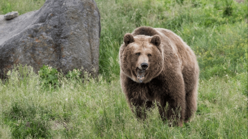WATCH: This Animal Sends a Grizzly Bear Running out of Fear