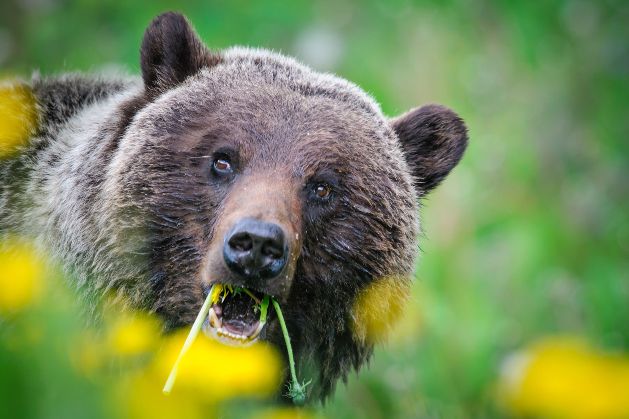 grizzly bear eating flower