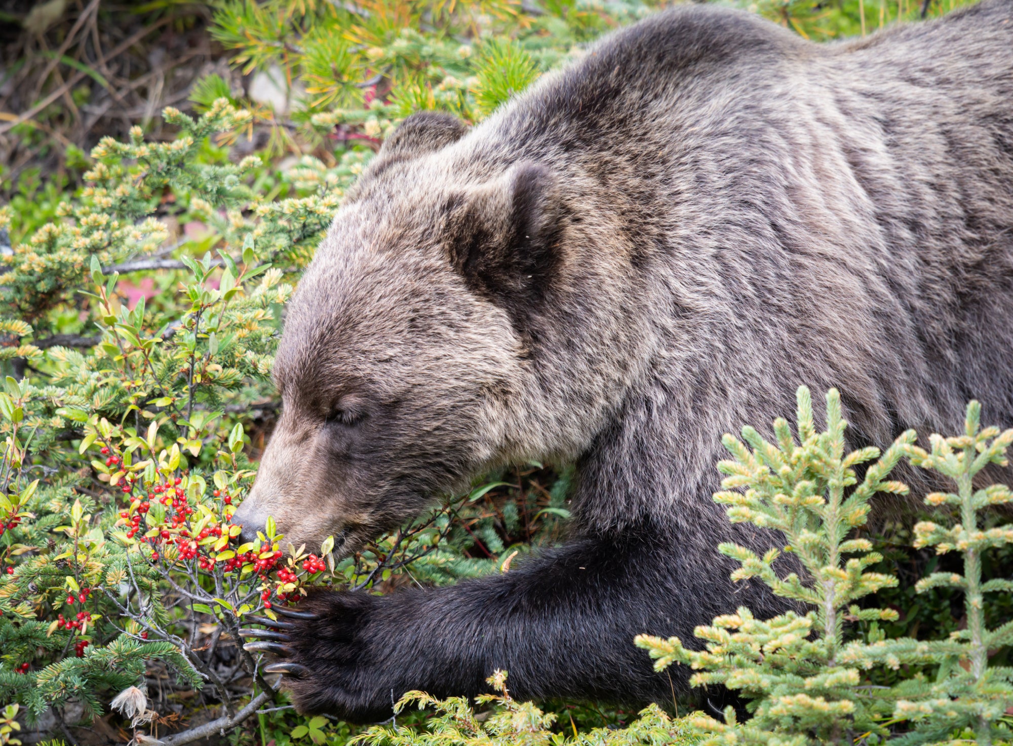 grizzly bear eating buffaloberries