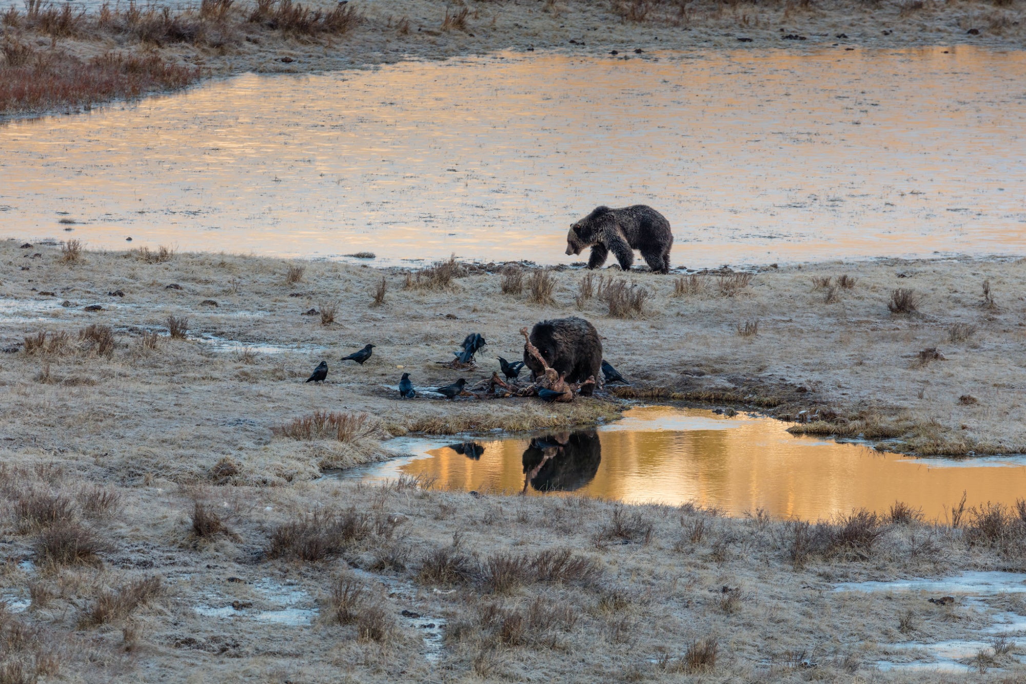 grizzly bears eat bison carcass