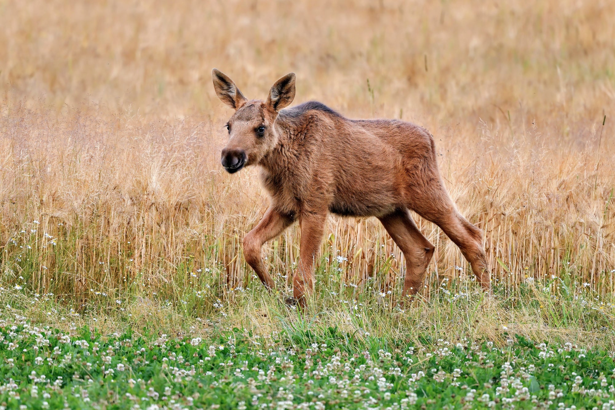 moose calf in crops