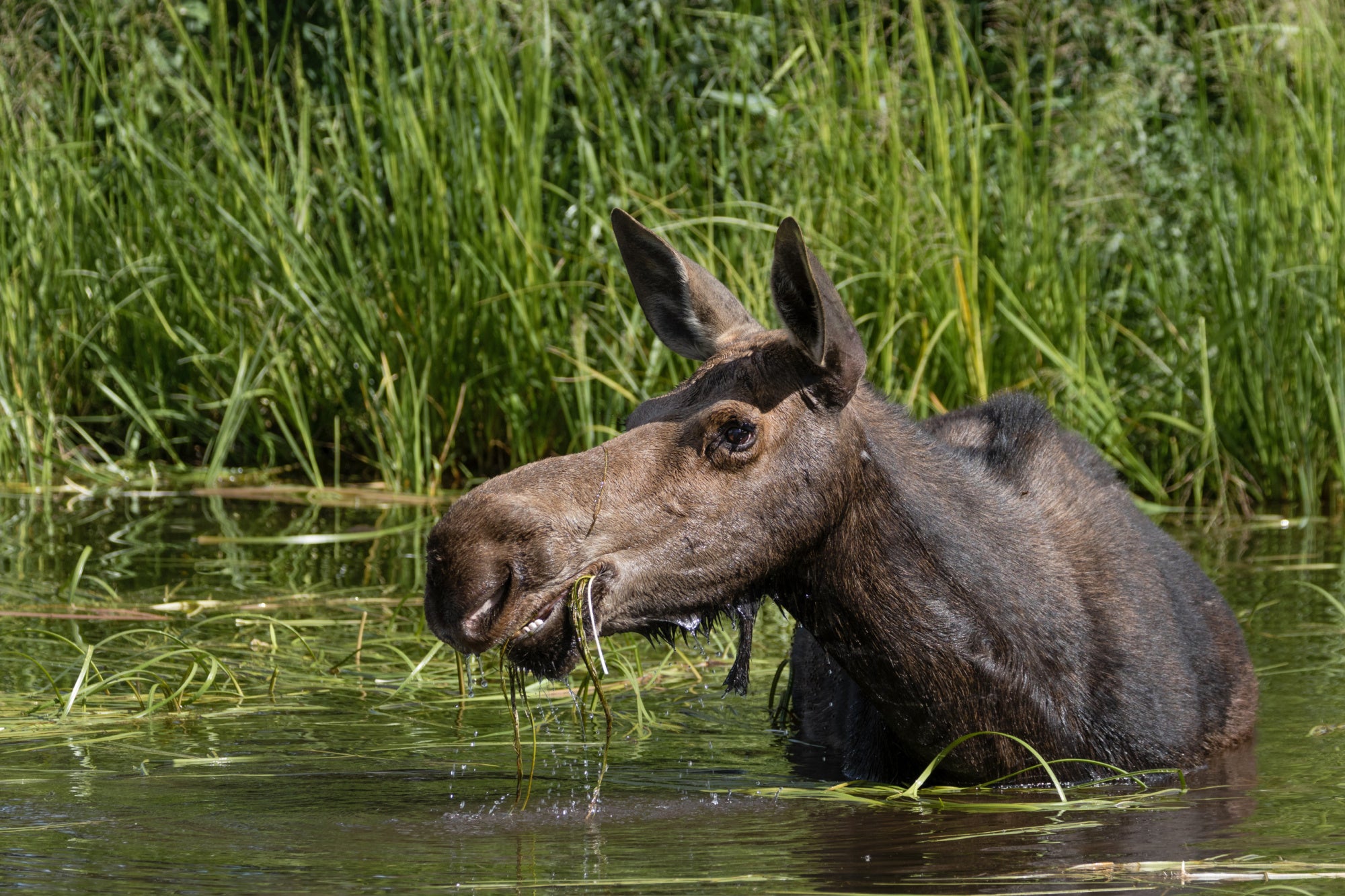moose eating aquatic vegetation