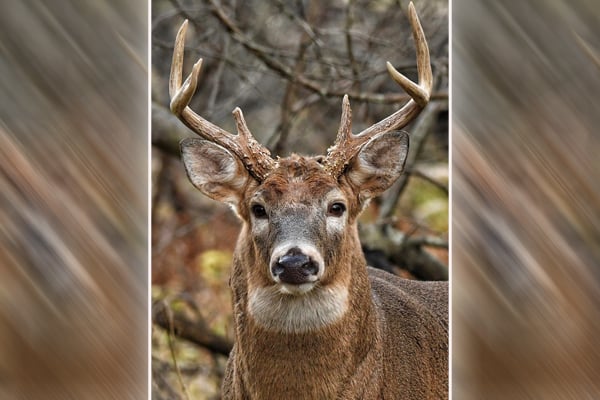 What does Wisconsin’s Deer Management Assistance Program look like after 10 years? – Outdoor News