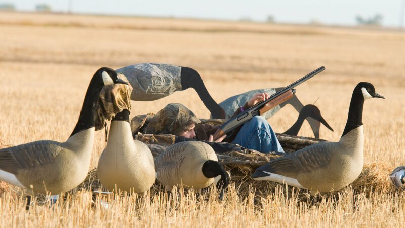 WI Daily Update: Goose hunting opportunities in the Badger state – Outdoor News