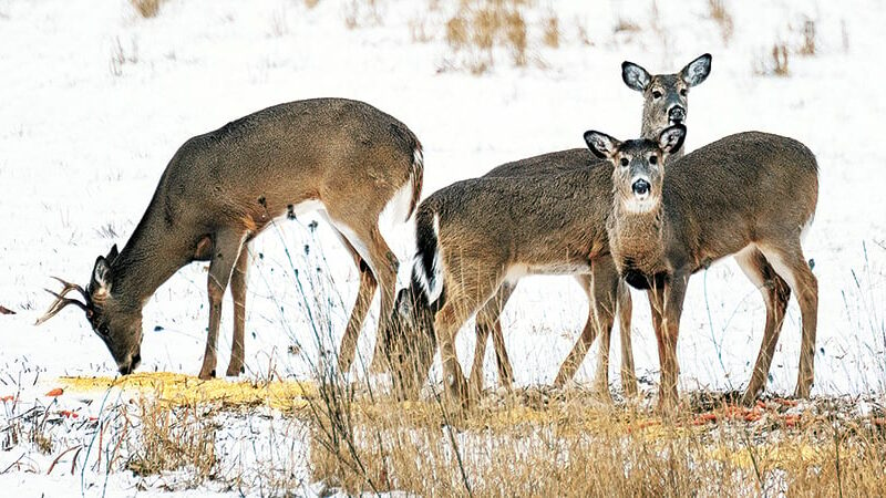 WI Daily Update: Help reduce the risk of spreading CWD – Outdoor News