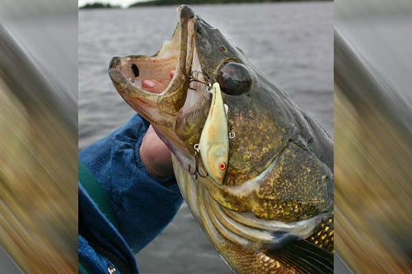 WI Daily Update: Looking for big walleyes right now? Get out after dark – Outdoor News