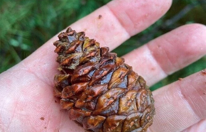 WI Daily Update: Sell your red pine cones this fall – Outdoor News