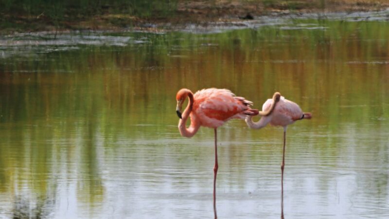 Wild flamingos visit Pennsylvania for the first time as birders flock to Franklin County – Outdoor News