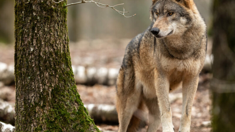 Wisconsin Conservation Congress committee rejects DNR’s wolf plan draft – Outdoor News
