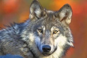 Wisconsin DNR to host two open houses in early October to discuss revised draft of wolf plan – Outdoor News