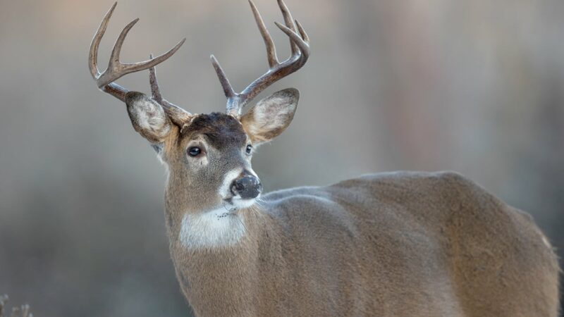 Wisconsin State Roundup: Average age of state’s deer hunters is 60? Really? – Outdoor News