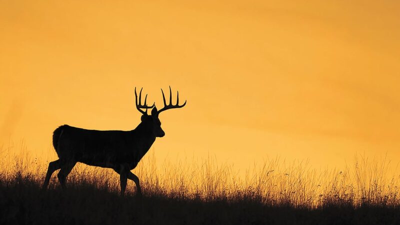 Wisconsin’s 2023 deer season: What can hunters expect when archery starts Sept. 16? – Outdoor News