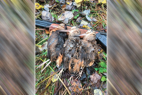 Woodcock hunt – a good one for beginners – set to begin in Minnesota on Sept. 23 – Outdoor News