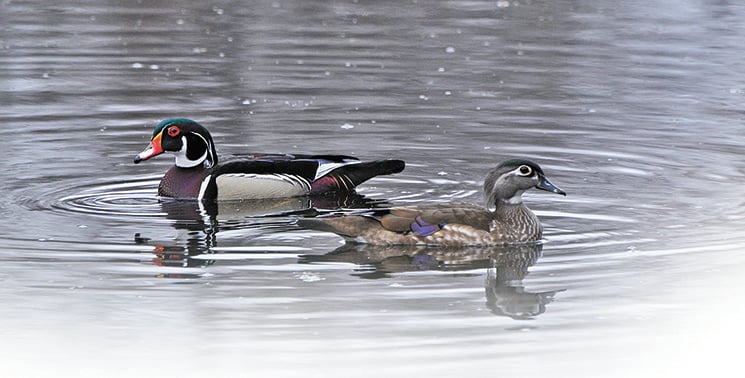 Woodie Wisdom: Get to know this handsome, popular duck – Outdoor News