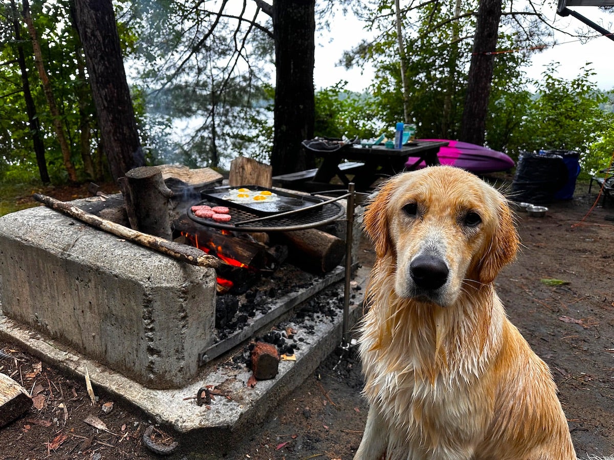 Dog camping tips