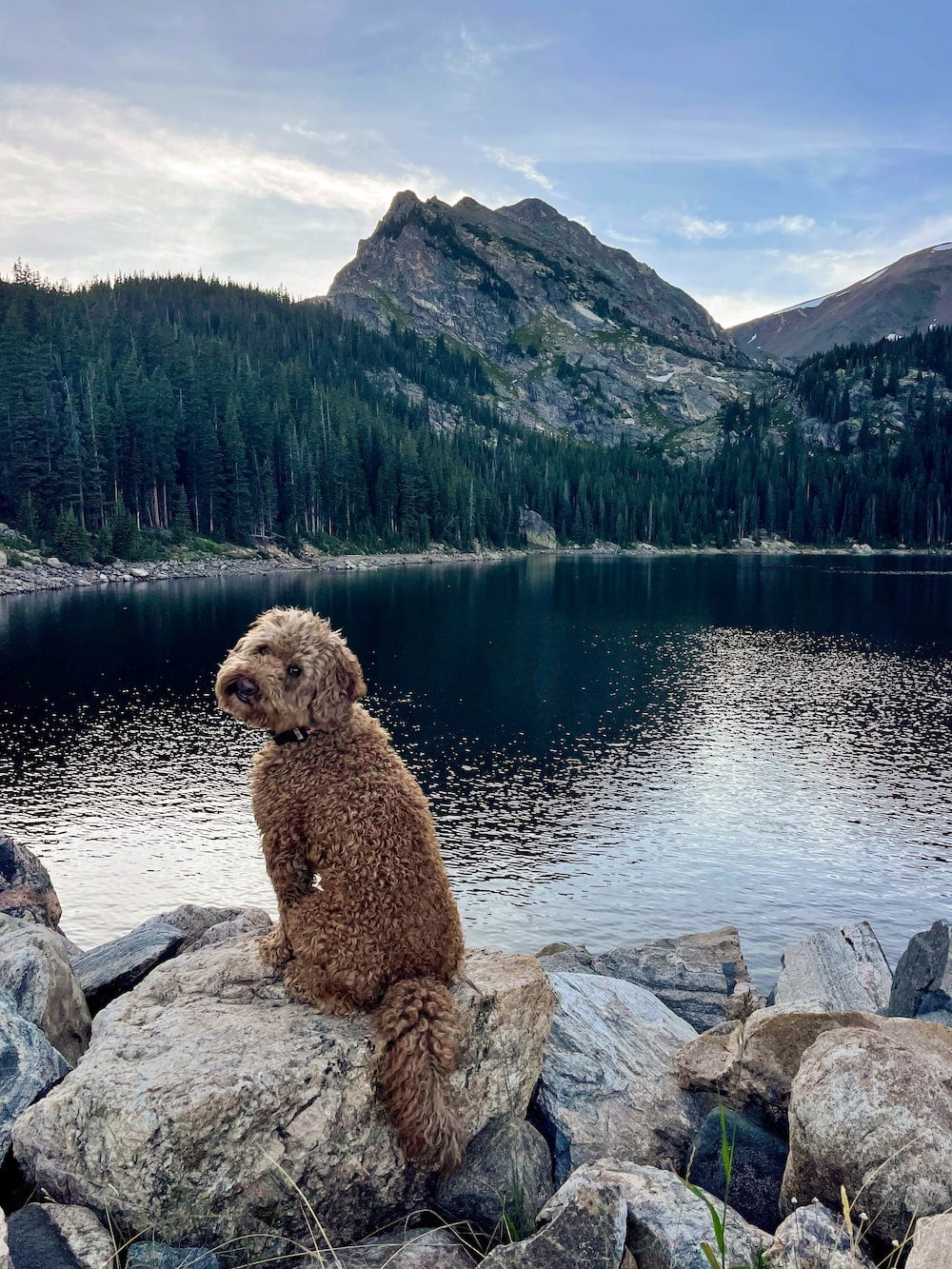 Dog camping recommendations
