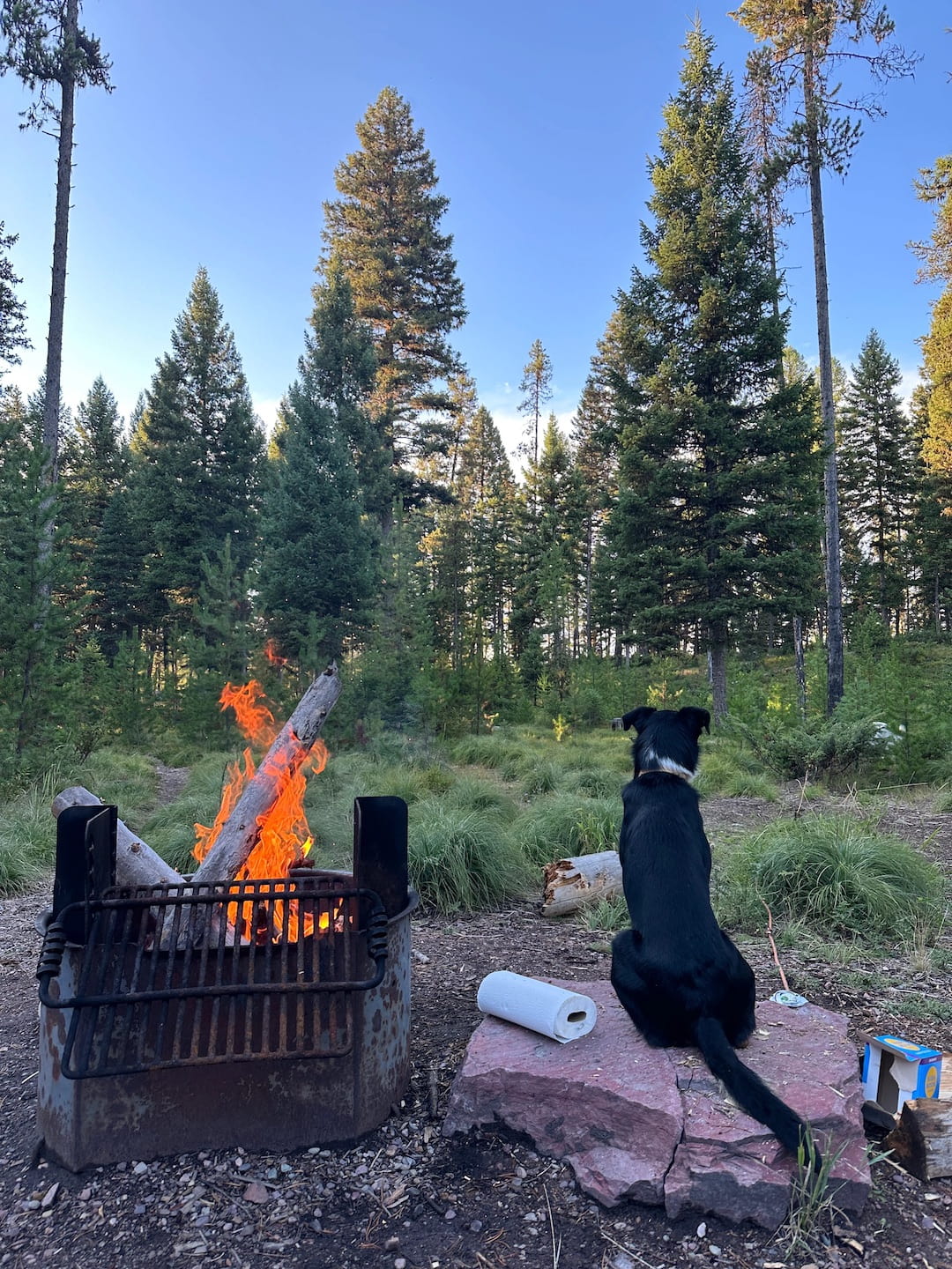 Dog camping advice for success