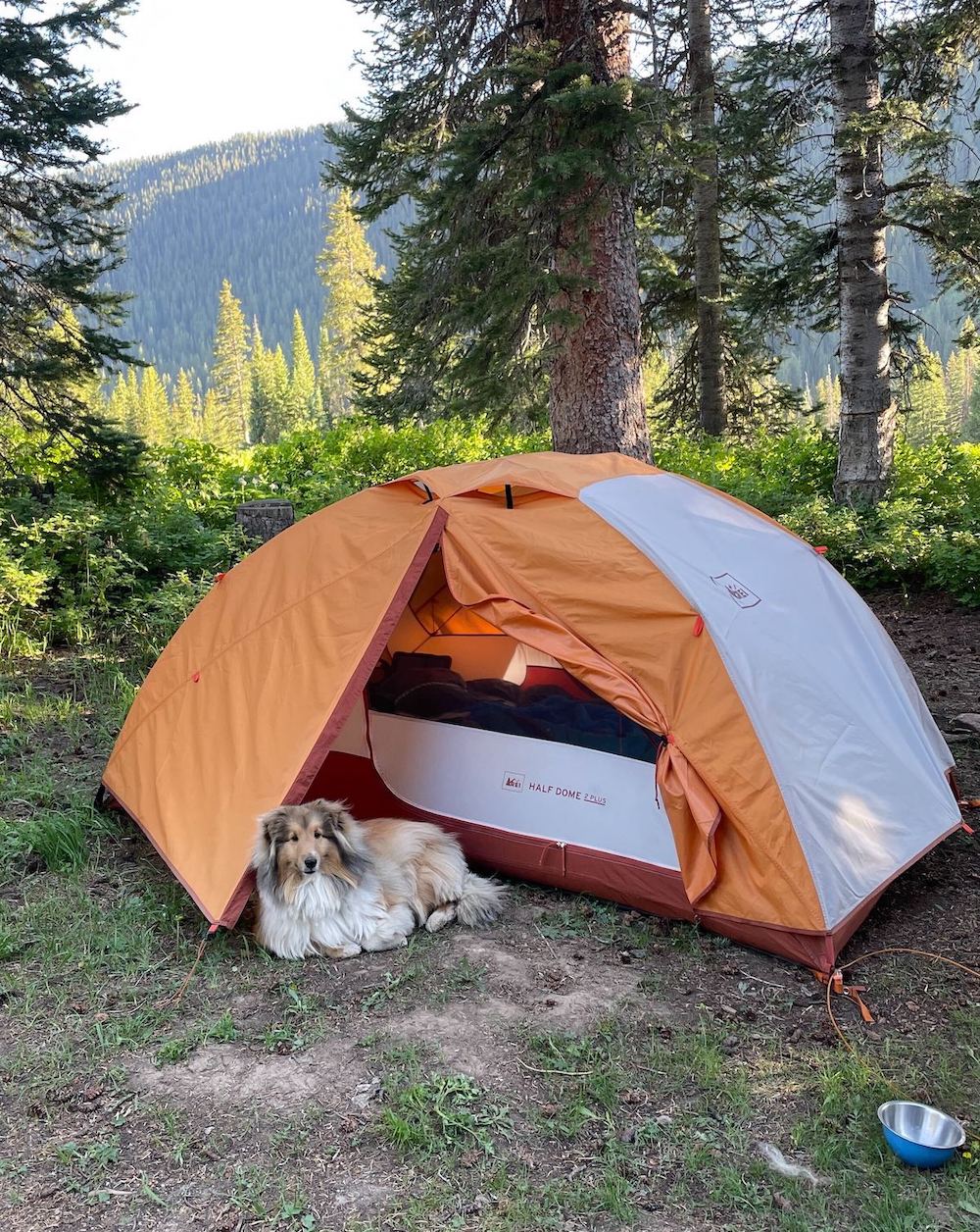 Dog camping outside the tent