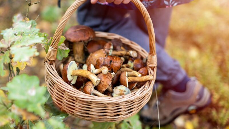 2023 Fall Mushroom Forecast: The Optimal Time to Forage for Fungi