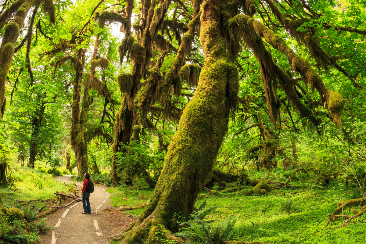 Foraging national parks olympic