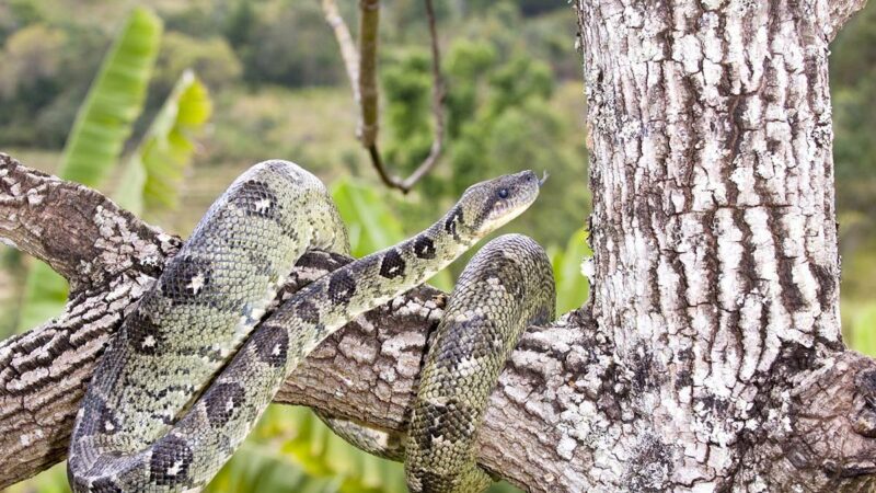 5 Animals You’ve Never Seen From Madagascar’s Andasibe National Park