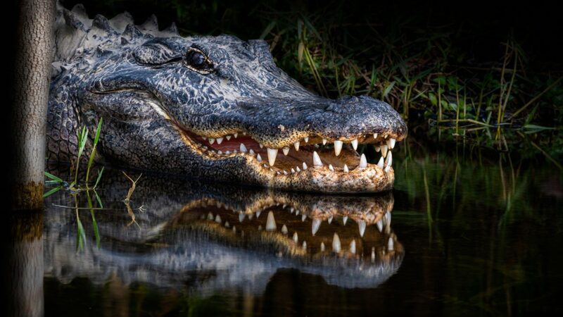 5 Incredible Things to See in Everglades National Park
