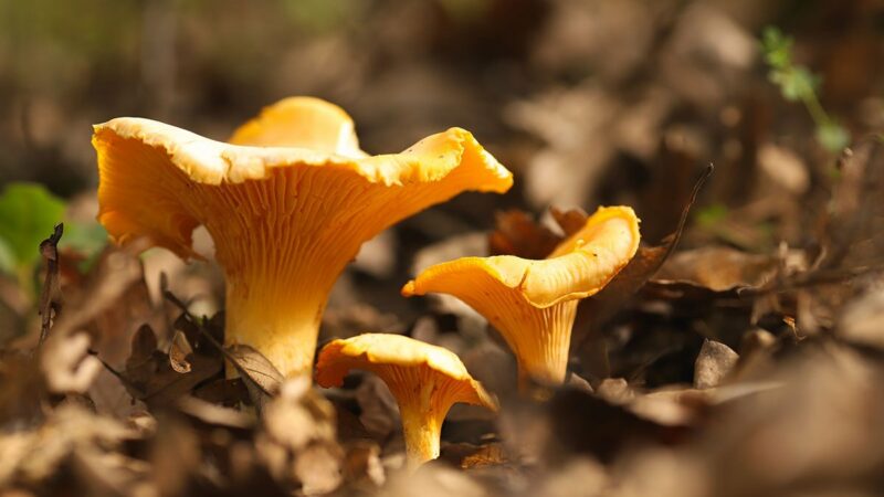 5 Safe Mushrooms Bear Grylls Likes to Forage, Prepare, and Eat