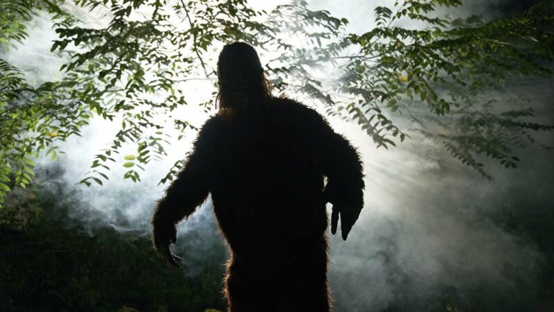 5 Things You Didn’t Know About Bigfoot