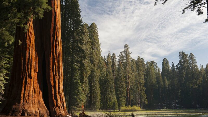 5 Things You Didn’t Know About Sequoia and Kings Canyon National Parks