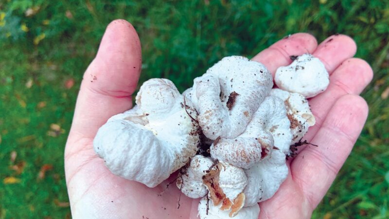 A fungal ‘fight club’ in Pennsylvania’s woodlands: Understand your mushrooms – Outdoor News