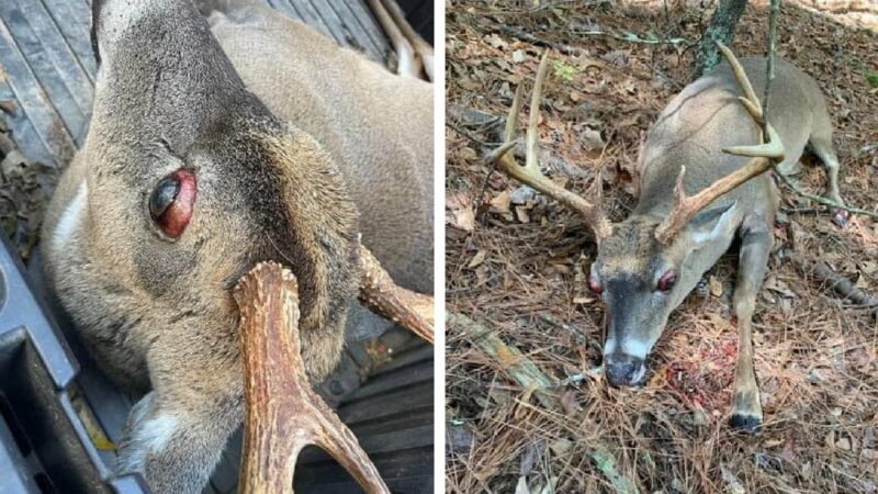 A Hunter Killed This Bug-Eyed Buck in South Carolina. What Was Wrong With It?