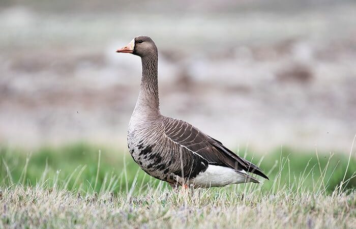 A more frequent ‘spec’-tacle: White-fronted goose sightings on the rise in Minnesota – Outdoor News
