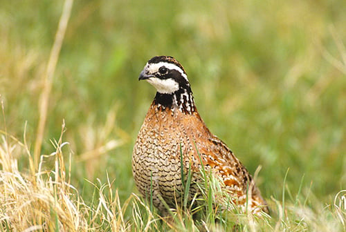 After hunter numbers plummet, biologists paint a better future for Illinois’ quail – Outdoor News