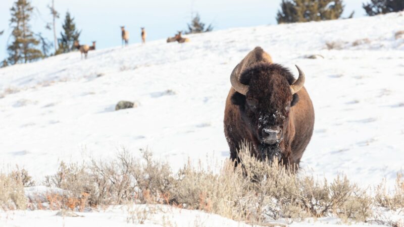 After More Than a Century of Conservation Efforts, Why Can’t We Recover America’s Buffalo?