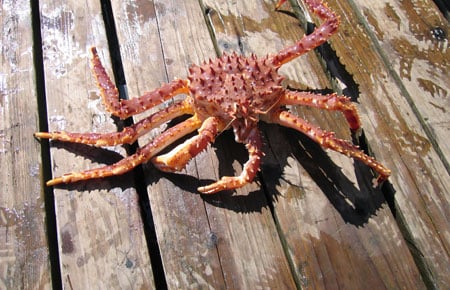 Alaska fishermen will be allowed to harvest red king crab in the Bering Sea – Outdoor News