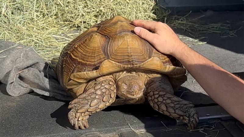 An Adorable Tortoise Called ‘Frank the Tank’ Invaded a Spinach Patch (Want to Adopt Him?) 