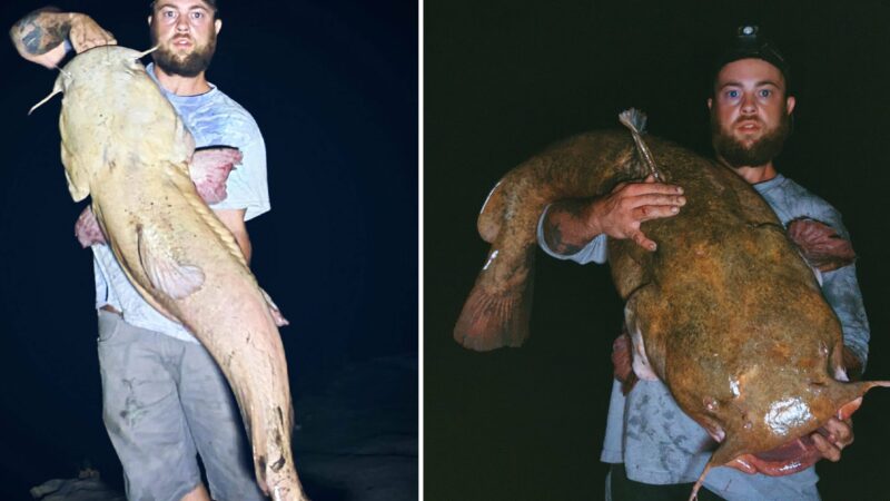 Angler Catches Giant Leucistic Catfish and His Personal Best Flathead on the Same Night