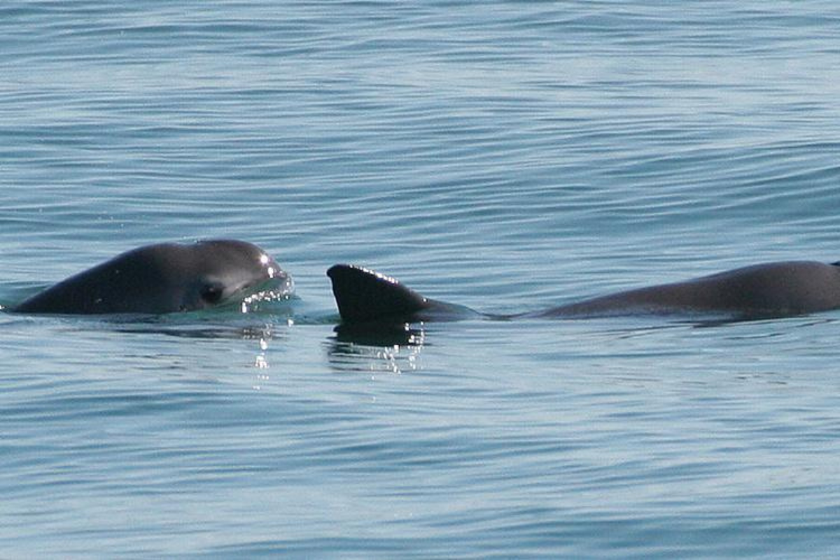 rarest animals in north america