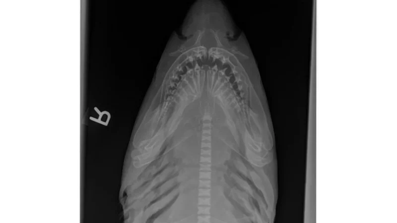 Awesome or Creepy? Check Out These X-Rays of Sharks, Turtles and Other Aquatic Creatures