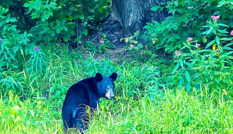 Backyard and Beyond: A black bear tale – Outdoor News