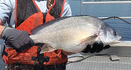 Blue catfish, freshwater drum invade Delaware River in Pennsylvania – Outdoor News