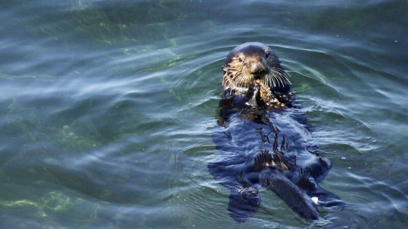 Born to Ride? That Surfboard-Stealing Sea Otter Just Had a Baby