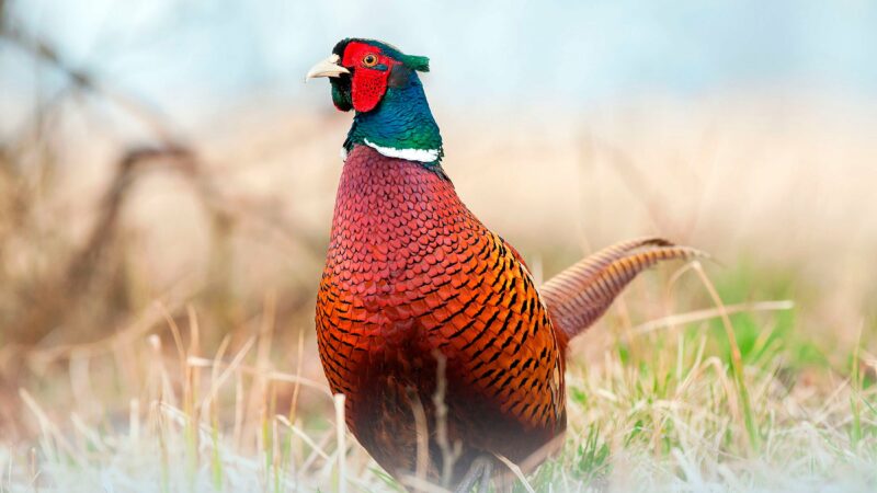 Cacklin’ in a crowd: Tips for early-season pheasant hunting – Outdoor News