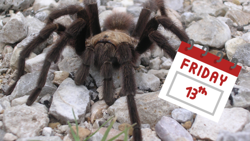 Celebrate Friday the 13th With This Tarantula That’s Looking for Love