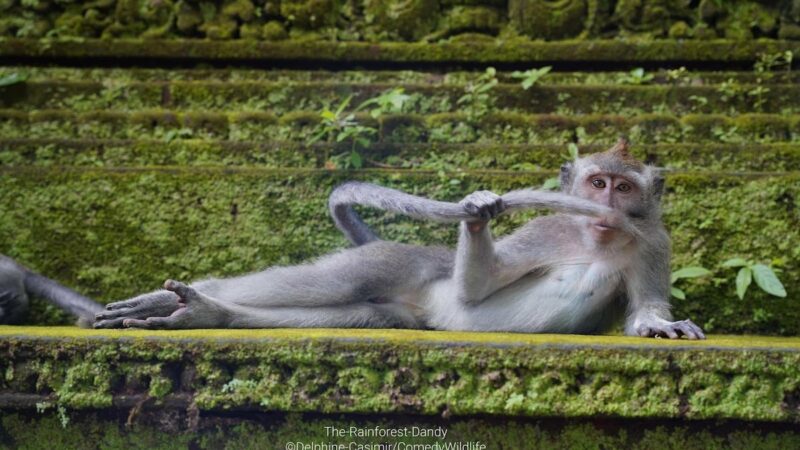 Check out the Finalists for the 2023 Comedy Wildlife Photo Awards